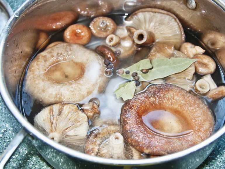 Как солить грибы – рецепты в домашних условиях. Как правильно солить грибы на зиму — проверенные рецепты