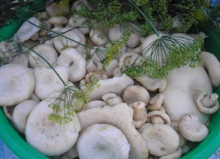 Jak nasolit bílky na zimu: solení hub studeným, horkým způsobem