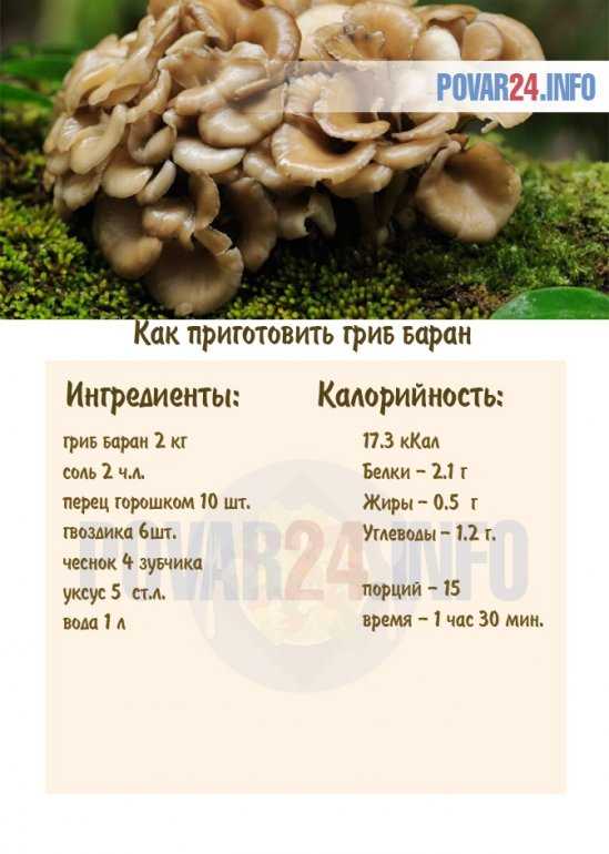 Лучшие рецепты, как приготовить гриб баран