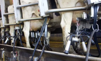 Автоматизация на молочной ферме
